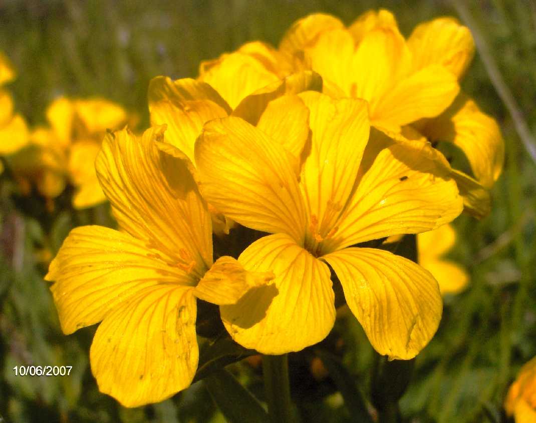 Linum a confronto